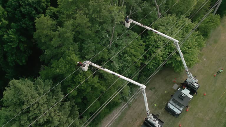 Professional Tree Services in West Baraboo, WI