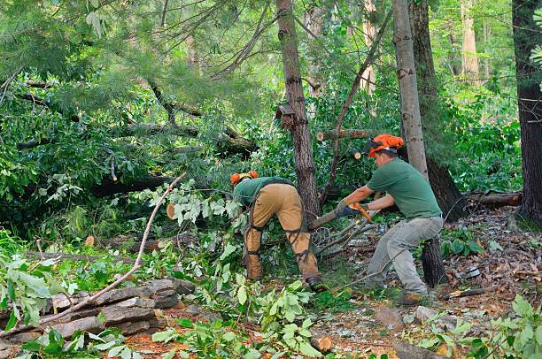 How Our Tree Care Process Works  in  West Baraboo, WI